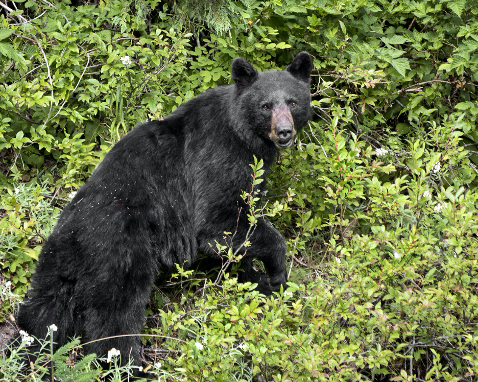 Bear photo by Matt Witt