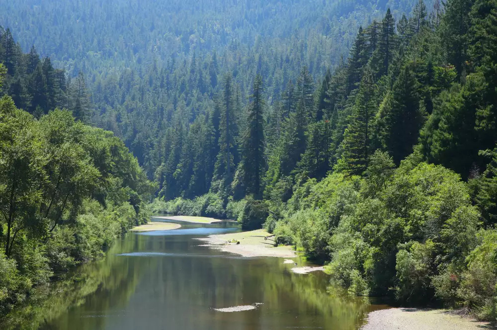 River through old growth redwoods